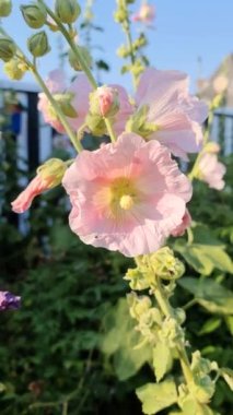 Taze ve yeşil bir arka planda pembe çiçek gülleri