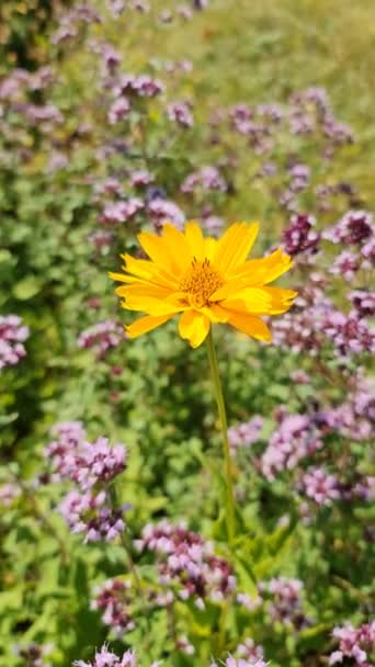 Orange Calendula Flower Green Flowerbed — Video