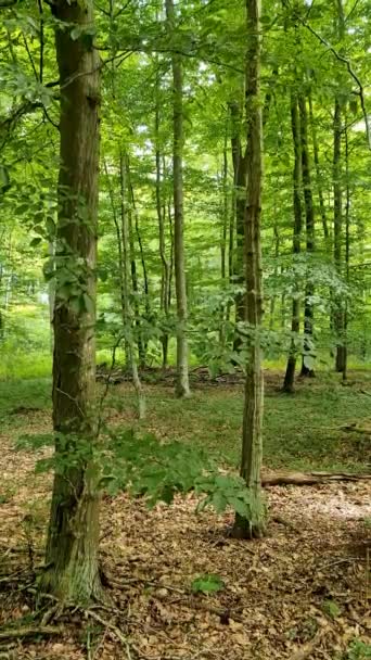 Camera Panning Green European Forest Sunshine — Video