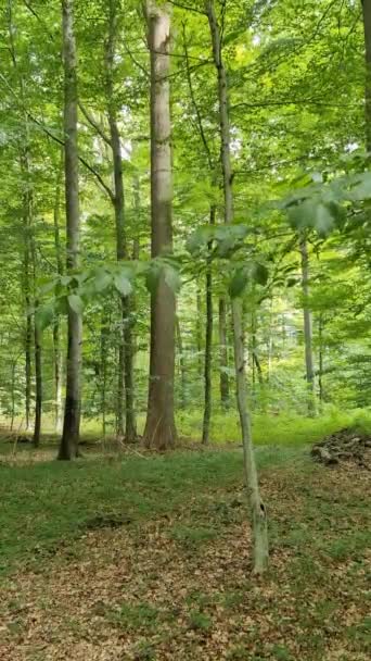 Camera Panning Green European Forest Sunshine — Stockvideo
