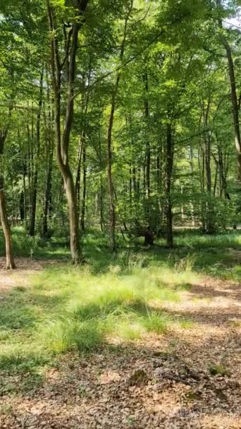 Camera Panning Green European Forest Sunshine — Vídeo de Stock