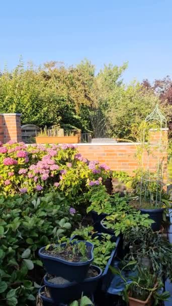 Garden Sprinkler Watering Vegetable Patch Red Brick Wall — 비디오