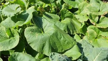 Yükseltilmiş bir yatakta büyük balkabağı bitkilerinin üzerinde kamera hareketi.