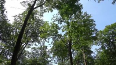 Yeşil bir Avrupa ormanında gün ışığında kameralar çalışıyor.