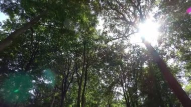 Güneş ışınları yeşil ağaçların arasına düşer güzel bir ışıkta.