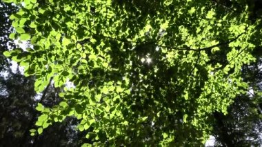 Güneş ışınları yeşil ağaçların arasına düşer güzel bir ışıkta.