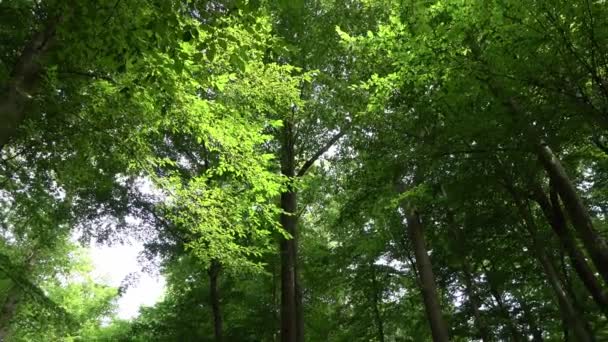 Camera Panning Green European Forest Sunshine — Stock Video