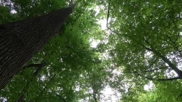 Camera Panning Green European Forest Sunshine — Αρχείο Βίντεο