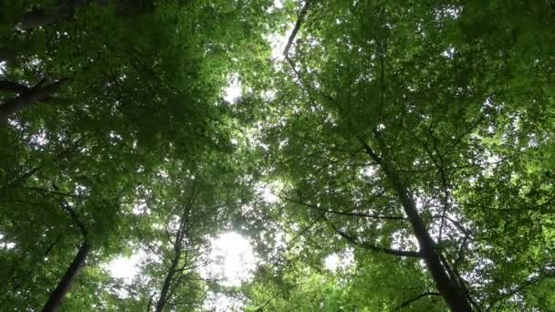 Camera Panning Green European Forest Sunshine — Αρχείο Βίντεο