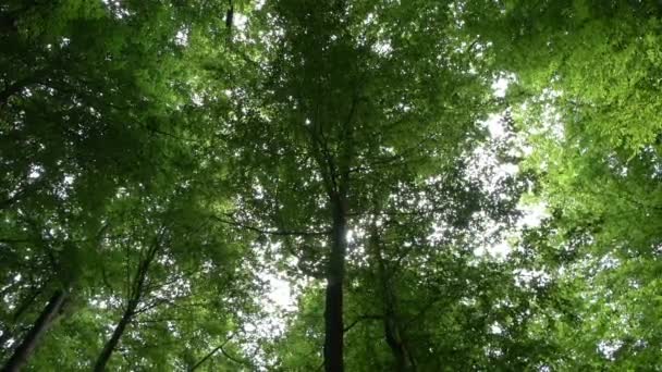 Camera Panning Green European Forest Sunshine — Stock Video