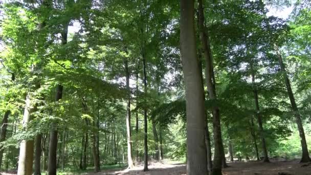 Camera Panning Green European Forest Sunshine — Stock Video