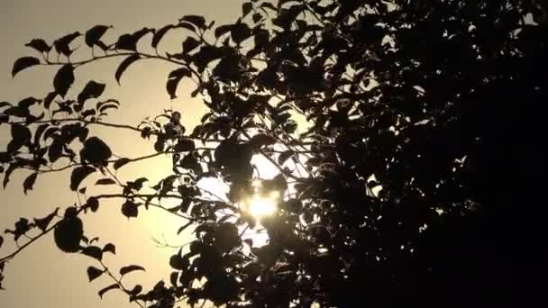 Rays Sunlight Fall Green Trees Beautiful Light — Vídeos de Stock