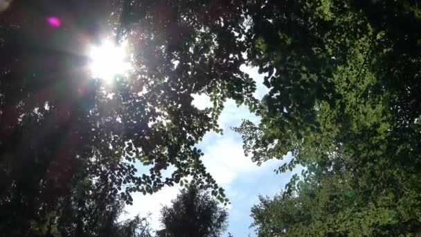 Rays Sunlight Fall Green Trees Beautiful Light — Stockvideo