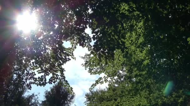 Rays Sunlight Fall Green Trees Beautiful Light — Αρχείο Βίντεο