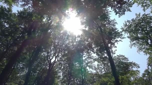 Stralen Van Zonlicht Vallen Tussen Groene Bomen Een Prachtig Licht — Stockvideo