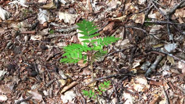 Very Young Green Tree Ground Forest — 图库视频影像