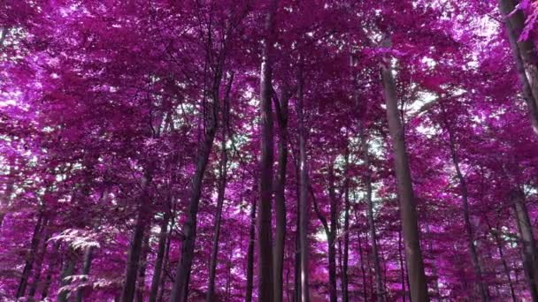 Infrared View Pink Purple Dense Forest Sunshine — ストック動画