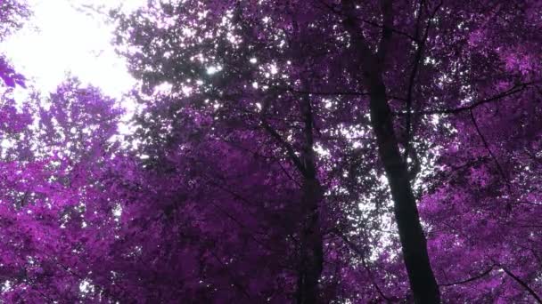 Infrared View Pink Purple Dense Forest Sunshine — ストック動画