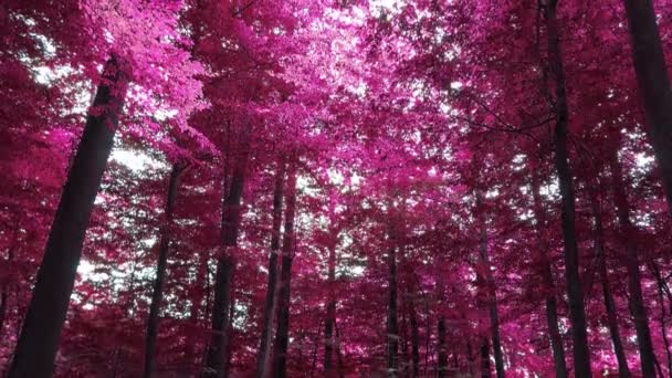 Infrared View Pink Purple Dense Forest Sunshine — Stock video