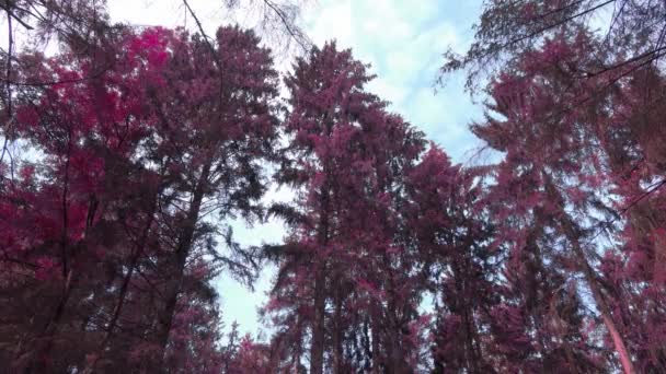 Infrared View Pink Purple Dense Forest Sunshine — Video Stock