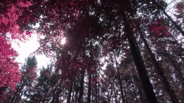 Infrared View Pink Purple Dense Forest Sunshine — ストック動画
