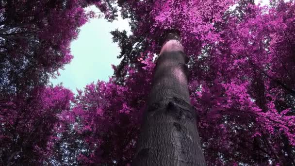 Infračervený Pohled Růžového Purpurového Hustého Lesa Slunci — Stock video