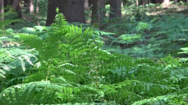 Zelená Kapradina Dně Tajemného Opadavého Lesa — Stock video