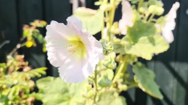 Colorful Flower Hollyhock Close Sunny Summer Day — Stockvideo