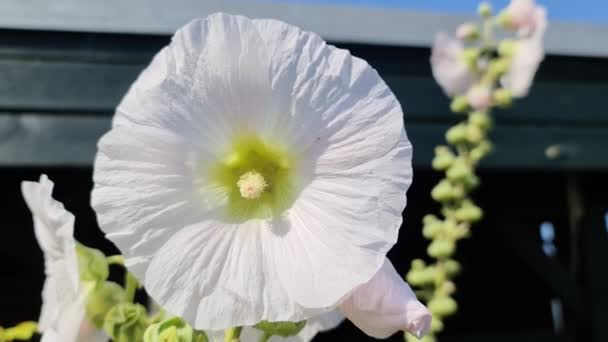 Colorful Flower Hollyhock Close Sunny Summer Day — Stockvideo