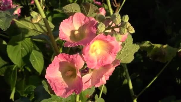 Colorful Flower Hollyhock Close Sunny Summer Day — Αρχείο Βίντεο