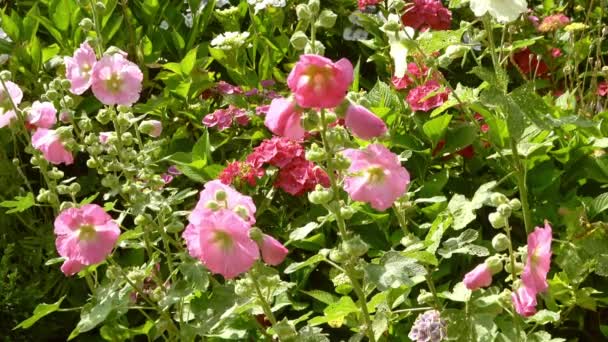 Colorful Flower Hollyhock Close Sunny Summer Day — Stockvideo