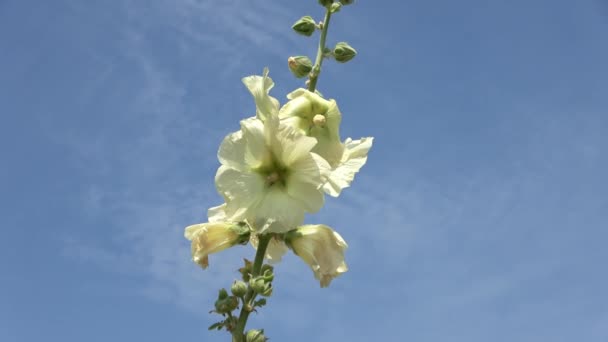 Colorful Flower Hollyhock Close Sunny Summer Day — Wideo stockowe