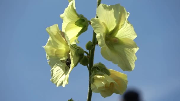 Bumblebee Yellow Hollyhock Sunny Summer Day — Vídeos de Stock