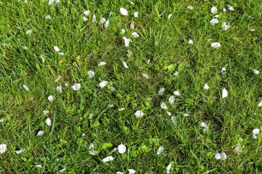 Güneşli bir yaz gününde çayırdaki yeşil çimlerin yüzeyi kapanıyor.