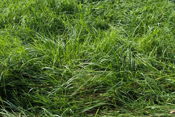 Крупним Планом Поверхня Зеленої Трави Лузі Сонячний Літній День — стокове фото
