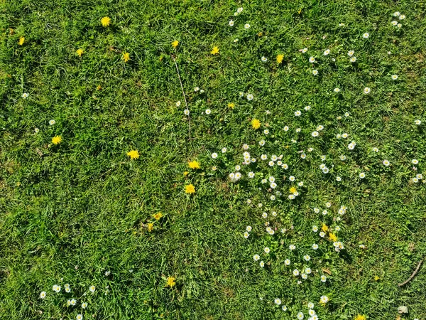 Zbliżenie Powierzchni Zielonej Trawy Łące Słoneczny Letni Dzień — Zdjęcie stockowe