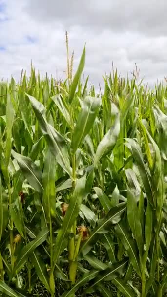 View Tall Field Corn Plant Sun Clouds — Vídeos de Stock