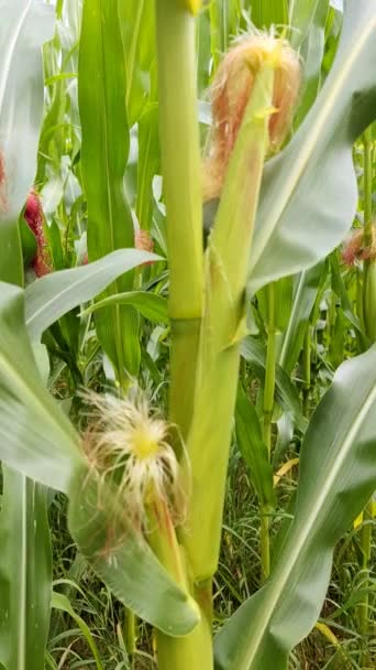 View Tall Field Corn Plant Sun Clouds — стоковое видео