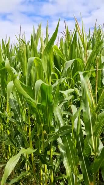 View Tall Field Corn Plant Sun Clouds — Αρχείο Βίντεο