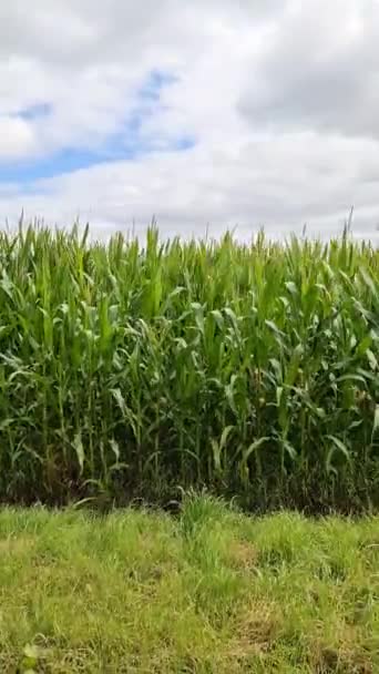 View Tall Field Corn Plant Sun Clouds — стоковое видео