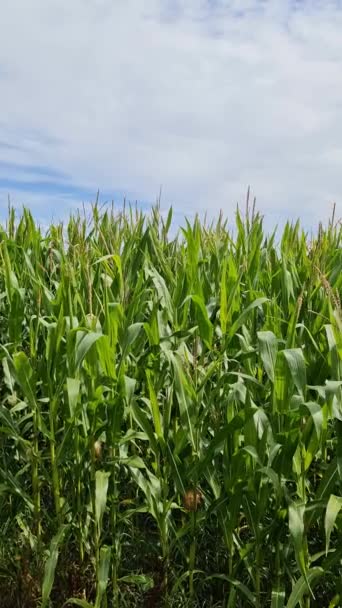 View Tall Field Corn Plant Sun Clouds — Stockvideo