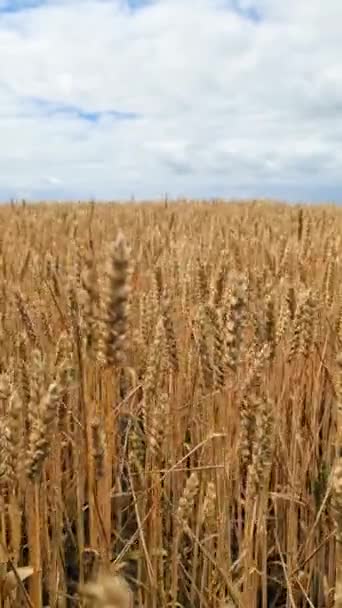 View Rye Field Good Weather — 비디오