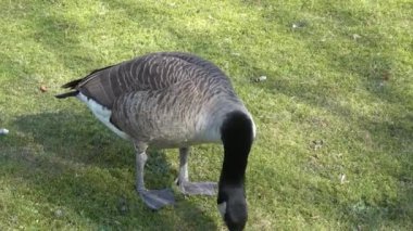 Gri kaz, yakın plan yeşil çimlerde yiyecek arıyor.