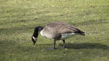 Grey goose close up looking for food on green lawn