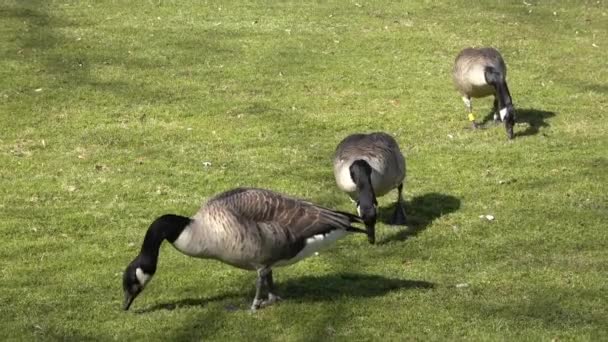 Grey Goose Close Looking Food Green Lawn — Vídeos de Stock