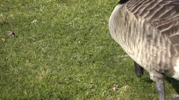 Grey Goose Close Looking Food Green Lawn — Vídeos de Stock
