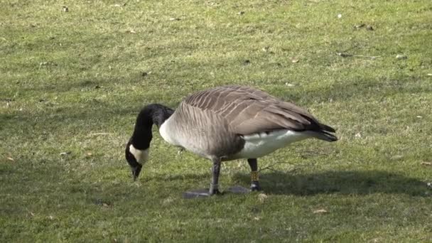 Grey Goose Close Looking Food Green Lawn — Stockvideo