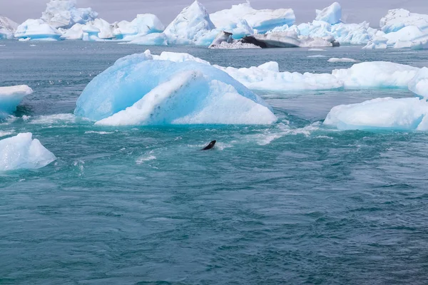 Исландия Лагуна Жокульсарлон Бирюзовые Айсберги Плавающие Ледниковой Лагуне Исландии — стоковое фото