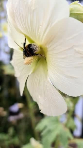 Close Bumble Bee Hollyhock Flower — Vídeos de Stock