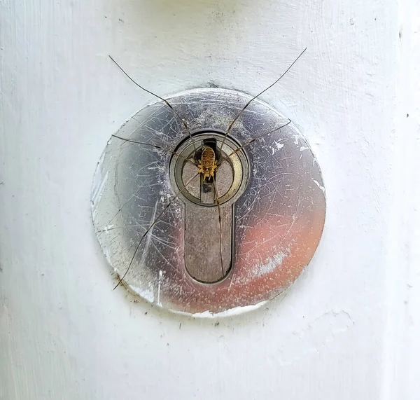A weaver spider sitting directly in front of the keyhole of a door